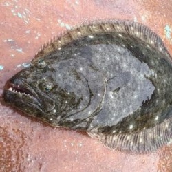 活〆天然平目2.2㎏男鹿半島