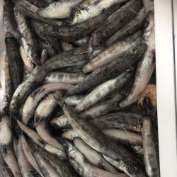 特上目光1㎏愛知蒲郡