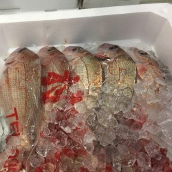 特上春子鯛1㎏鹿児島出水