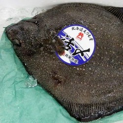 船上活〆鮫鰈魚1.8㎏北海道