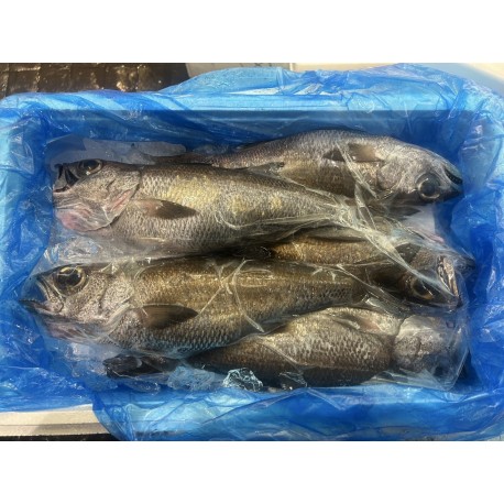 釣物黒陸奥2.5㎏伊豆新島