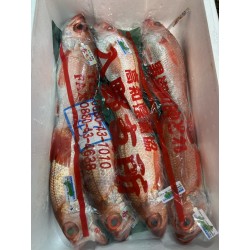 上物赤陸奥＜紅瞳＞600g長崎対馬