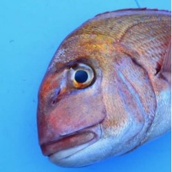 活〆天然真鯛1.2㎏三陸海岸