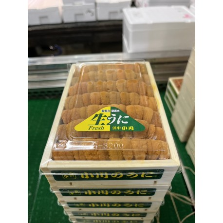 馬糞雲丹弁当箱　赤BARA