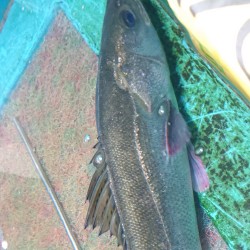 活〆天然鱸魚1.7㎏京都伊根