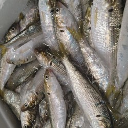 上物小肌500g熊本天草