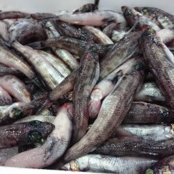 目光500g愛知三河