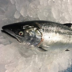 時不知鮭魚4㎏北海道