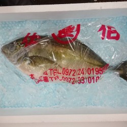 天然縞鰺1.5㎏鹿児島航空便