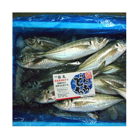 釣物鯵250g長崎五島