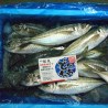 釣物鯵250g長崎五島
