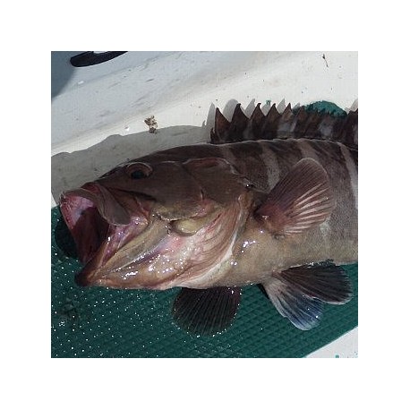 活〆天然粗衣魚1.3㎏三陸石巻