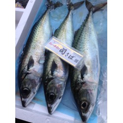 関鯖魚40g大分豊後