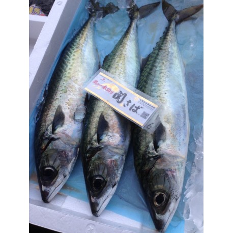 関鯖魚40g大分豊後