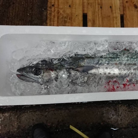 特大油坊主切身（2~3kg）