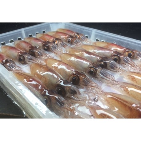 富山湾産特上熟蛍烏賊