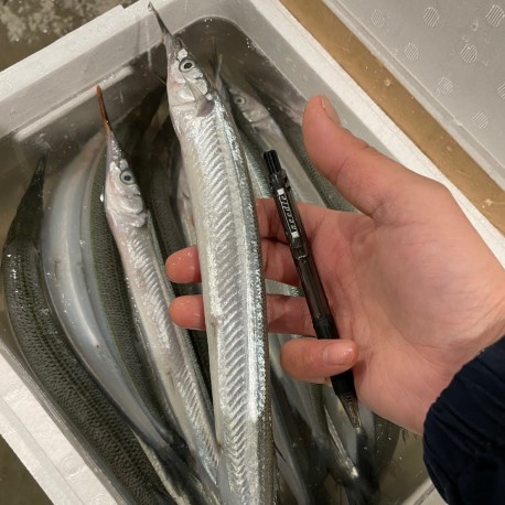 特大針魚120g江戸前富津