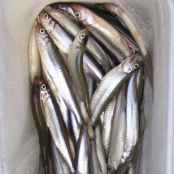 北海道産大公魚500g包