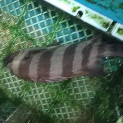 活〆石鯛1.5kg大原港