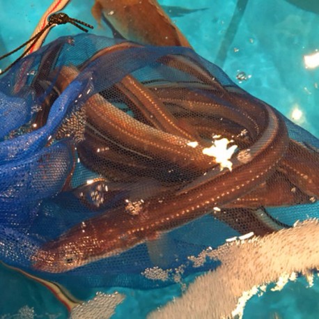 活〆穴子120g長崎対馬