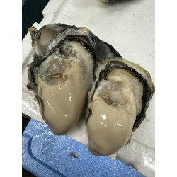 長崎小長井産  (華蓮蛎)