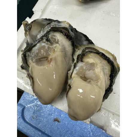 長崎小長井産  (華蓮蛎)