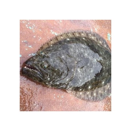 活〆天然平目2.2㎏男鹿半島