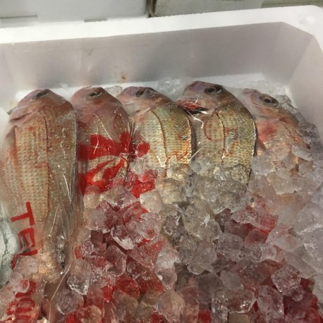 特上春子鯛1㎏鹿児島出水