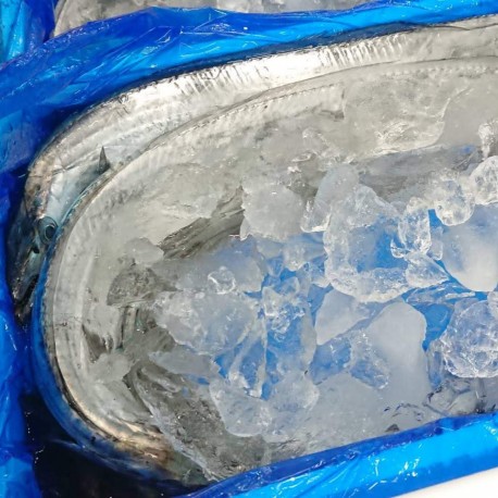 特上太刀魚1.1㎏江戸前小柴