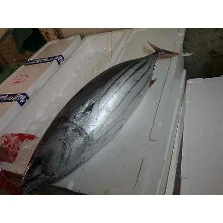 上物鰹魚四分一背1.5㎏四国土佐