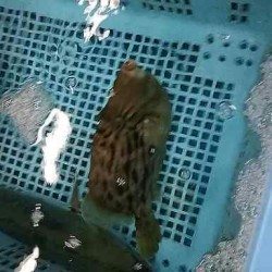 活〆養殖皮禿500g鹿児島錦江湾