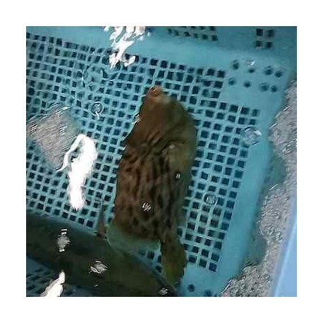 活〆養殖皮禿500g鹿児島錦江湾