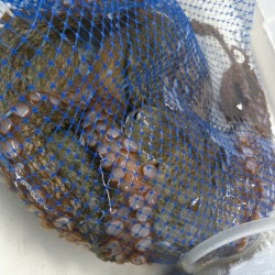 活真蛸2.5㎏江戸前佐島