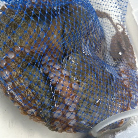 活真蛸2.5㎏江戸前佐島