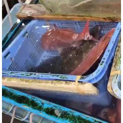 活〆天然真鯛2.4㎏大原港