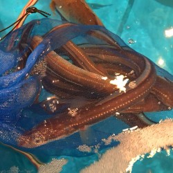 活〆穴子120g長崎対馬