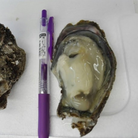 新潟聖篭産天然岩牡蠣