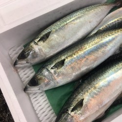 養殖活〆真鯖500g長崎五島