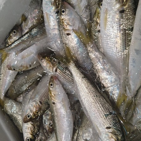 上物小肌500g熊本天草