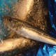 大羽鰯200g北海道