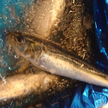 大羽鰯200g北海道