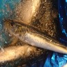 大羽鰯200g北海道