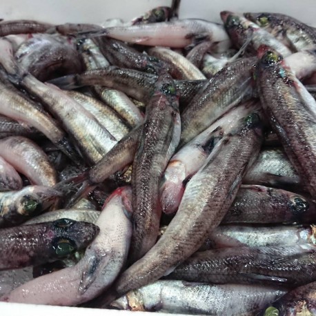 目光500g愛知三河