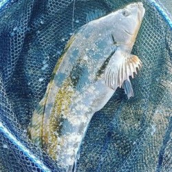 活〆天然鱧魚700g四国阿波