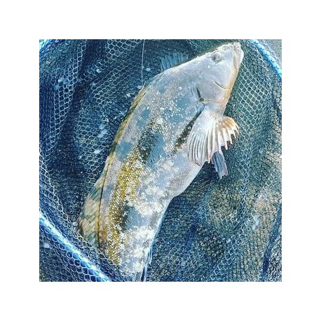 活〆天然鱧魚700g四国阿波