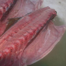 天然鰤四分一肚3.5kg三重小浜