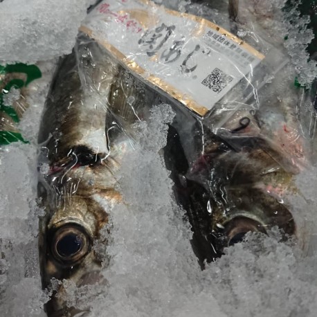 関鰺魚500g豊後水道