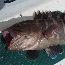 活〆天然粗衣魚1.3㎏三陸石巻