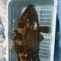 活〆養殖八太魚1.8㎏三重小浜