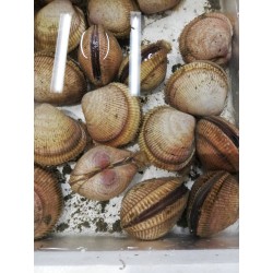 活鳥貝100g播磨灘